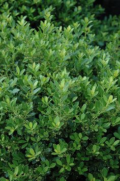 72 Best Deer Resistant Sun Evergreen Shrubs For Md Dc Va Images Holly Ilex Crenata Hoogendorn In Raleigh Wake Forest Morrisville Durham Cary North Carolina Nc At Atlantic Avenue Orchid Garden Box Leaved
