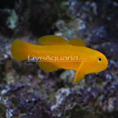 54 best fish i