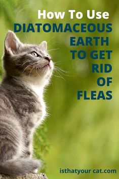 250 Cat Care Tips Ideas In 2021 Cat Care Cat Care Tips Cats