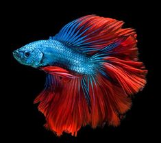 62 Ideas De Tipos De Peces Tipos De Peces Peces De Acuario Peces De Colores
