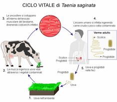 bruciore prostata rimedi naturalistic