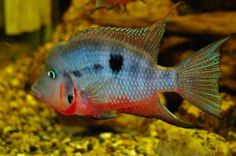 16 best pike cichlids