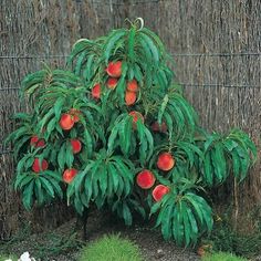 Leprechaun Dwarf Nectarine Attractive Little Tree But Still Peach Trixzie Pbr Common Name Dwarf Pixzee 305mm Pot