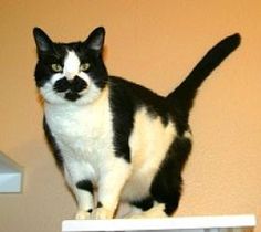 16 best adoptable cats