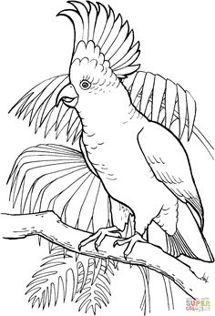 Sulfur Crested Cockatoo Coloring Page From Cockatoos Category Select 27260 Printable Crafts Of Cartoons