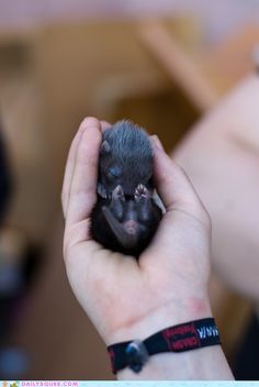 Детеныши Животных, Смешные Животные, Милые Животные, Кане Корсо, Сфинкс, Домашние Питомцы, Смешные Мемы, Bebe, Увеличительное Стекло