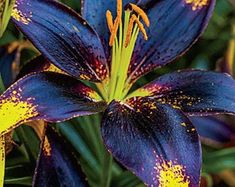 Asiatic Lily Bulbs Bulk Starlette Mixed Bag of2