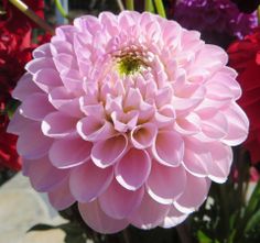 49 Best All Kinds Of Flowers Images Casamento Mariage Marriage Pink Ball Type Dahlia Starting To Bloom Thx Tom Flowerman For The Picture