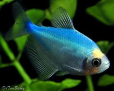 35 best aquarium images