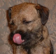 Hairy Olly The Border Terrier Border Terrier Terrier Cute Borders