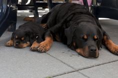 Alyssa And Kaia Best Friends Rottweiler Best Friends Animals