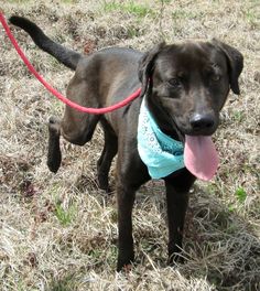 Odds Of Dog Getting Heartworm Odds Of Dog Getting Heartworm