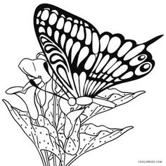 Monarch Caterpillar Coloring Pages Monarch Caterpillar Coloring Pages