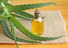 aloe reete de medicina tradiionala în varicoza
