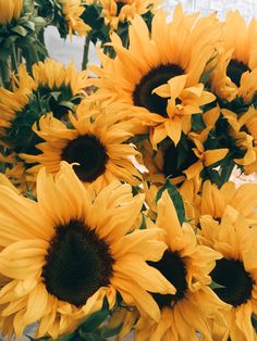 aesthetic sunflower wallpapers backgrounds yellow iphone 3d background flowers pc sunflowers desktop drawing android sosyalmanya