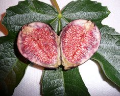 French Heirloom heritage aubergine eggplant seeds Certified organic grower BARBENTANE French Heirloom heritage aubergine eggplant seeds Certified organic grower BARBENTANE