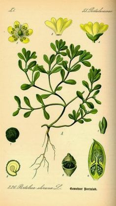 Rue Herb Plant in a 11cm Pot Ruta graveolens Rue Herb Plant in a 11cm Pot Ruta graveolens