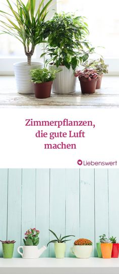 Kentia Palme Kentia palme, Wohnzimmer und Zimmerpflanzen - grose wohnzimmer pflanzen Kentia Palme Kentia palme, Wohnzimmer und Zimmerpflanzen - grose wohnzimmer pflanzen