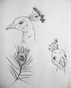 pics for realistic peacock drawings