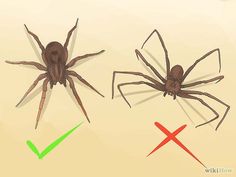 naturally treating brown recluse spider bites brown recluse spider brown recluse spider size