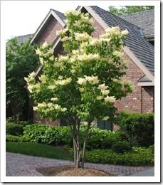 29 Best Trees For The Yard Images Flowering Garden 10 Best Trees For Small Yards Anese Tree Lilac