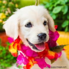 diabetes juvenil en golden retrievers