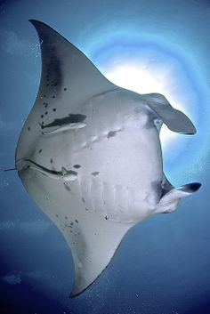 129 best mantas images