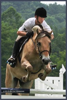 Buy Horse Fjord jumping pictures pictures trends To acquire Horse Fjord jumping pictures picture trends