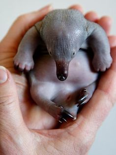 59 Echidnas Echidna Ideas Mammals Echidna Egg Laying Mammals 59 Echidnas Echidna Ideas Mammals Echidna Egg Laying Mammals