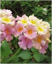 35 Best Lantana Images Planting Flowers Beautiful Perennial Lantana Pink Caprice H X W