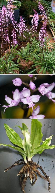 ORCHIDS Plant Species Stenoglottis longifolia with bloom FS