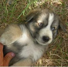 australian shepherd queensland heeler one of our australian shepherd puppies she u0027s beautiful misc australian shepherd queensland heeler one of our australian shepherd puppies she u0027s beautiful misc