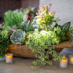 1 forte rosette Sempervivum /'chantell/'