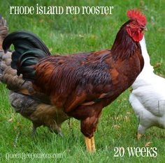 28 best rhode island official state things images on pinterest in