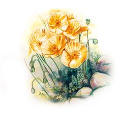 enzian eine der bekanntesten alpenblumen alpenblumen enzian eine der bekanntesten alpenblumen alpenblumen