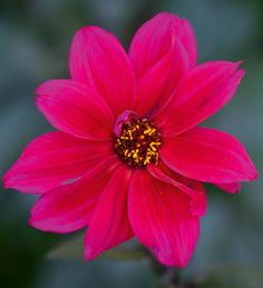 50 Ideeën Over Dahlia S Dahlia S Bloemen Dahlia