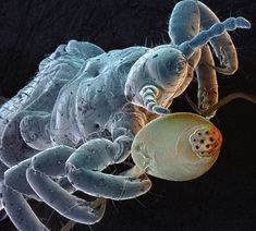 690 Ideas De Microscopio Microscopio Microscopio Electronico Fotografía Microscópica