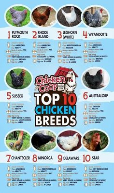 En Breed Egg Color Chart Down On The Farm Pinte Top 10 En Breeds The Best Egg Laying Ens For Your