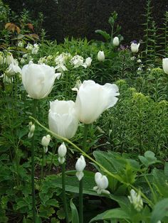 1965 Best White Gardens Images On Pinterest In 2018 White Garden Tulips Columbine Dicentra Shade Plants Beautiful Flowers