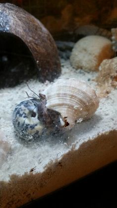 21 best hermit crabs