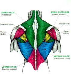 Muscles used in pull ups diagram