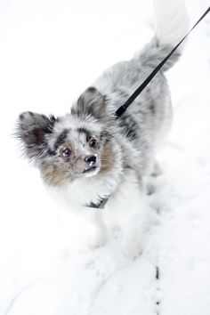 pomeranian x australian shepherd for sale furry friend tag meet samson the toy australian shepherd pomeranian x australian shepherd for sale furry friend tag meet samson the toy australian shepherd