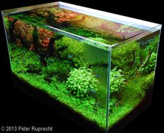 294 best aquascape images
