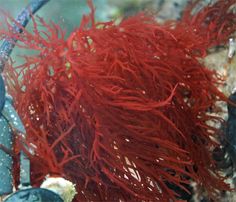 564 best reef images