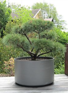 36 Best Large Planters Images 36 Best Large Planters Images