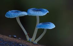 990 Mushroom キノコ のアイデア 46 件 キノコ 菌類 きのこ狩り 990 Mushroom キノコ のアイデア 46 件 キノコ 菌類 きのこ狩り