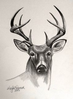 199 best deer sketches images deer sketch deer drawing drawings of deers
