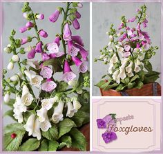 Lot de 5 Métal Vanda Miss JOQUIM Orchid Craft Cutters
