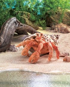 25 best hermit crab
