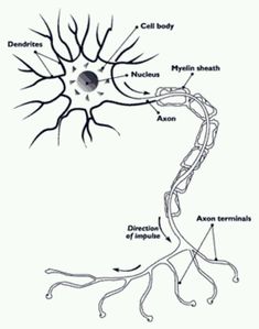 nerve cell diagram see more nerves